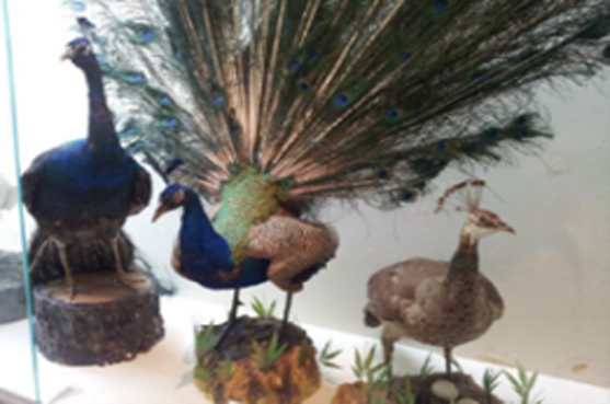 Zoology Department Permanent Showroom